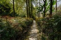 Shady path in shrubs and trees at sunny spring noon Royalty Free Stock Photo