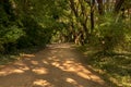 shady path surrounded trees