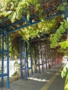 A shady path with thick leaves and colorful poles