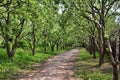 Shady path under the old fruit trees Royalty Free Stock Photo