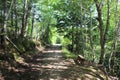 A shady path through the woods with a bench on the side of the trail