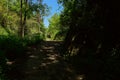 Shady path in woods of sunny spring Royalty Free Stock Photo