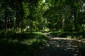 Shady pavement in woods of sunny summer Royalty Free Stock Photo