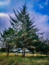 Shady pine trees in the middle of the meadow