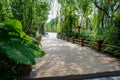 Shady planked bridge in verdant plants on sunny day