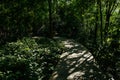 Shady planked footway in flourishing woods of sunny summer after Royalty Free Stock Photo