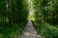 Shady planked path in woods of sunny summer