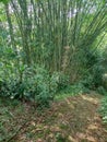 Shady roadside bamboo