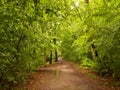 Shady summer forest hiking trail after rain Royalty Free Stock Photo