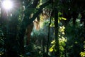 Shady sunlit subtropical forest morning