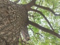 shady tamarind tree and this tree has a rough bark texture Royalty Free Stock Photo
