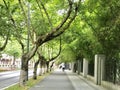 A tree-lined path, a cyclist. Royalty Free Stock Photo