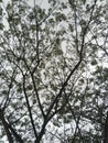 shady tree branches