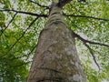 A shady tree full of bright green leaves basked in the summer sun