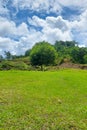 A shady tree on a green meadow on a mountain slope