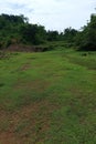 A shady tree on a green meadow on a mountain slope