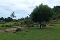 A shady tree on a green meadow on a mountain slope