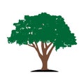 shady tree icon vector