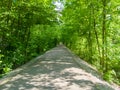 Shady tree-lined avenue receding in straight line