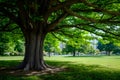 Shady tree offers respite from the urban hustle in the park