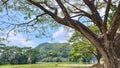 shady tree by the river