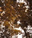 A shady tree in summer