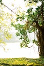 Shady by the trees, banyan trees garden at lakeside.