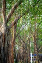 Shady by the trees, banyan trees garden at lakeside.