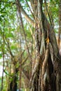 Shady by the trees, banyan trees garden at lakeside.