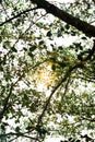 Shady by the trees, banyan trees garden at lakeside.