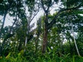 Shady trees that grow on the edge of the Borneo forest