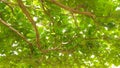 Shady trees have many branches suitable for backrounds Royalty Free Stock Photo