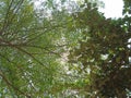 Shady Trees in Mertoyudan
