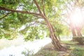 Shady by the trees, quite cool banyan trees garden at lakeside, sunbeam shines through the branches of banyan trees on green grass