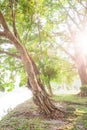 Shady by the trees, quite cool banyan trees garden at lakeside, sunbeam shines through the branches of banyan trees on green grass