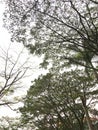 Shady trees beside the road