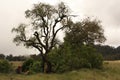 Shady trees are in the savanna of Cikasur, Argopuro Mountain