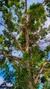 Shady trees on the side of the Manokwari harbor road