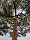 shady trees on the street