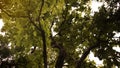 Shady trees with thick green leaves on a sunny day