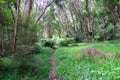 Shady walking track through New Zealand bush to Waihirere Falls