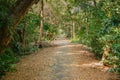 Shady walkway with natural sunlight among the lush green forest in summer. Royalty Free Stock Photo