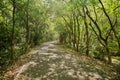 Shady walkway with natural sunlight among the lush green forest in summer. Royalty Free Stock Photo