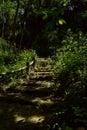 Shady weedy hillside stairway in sunny spring