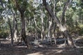 Shady woodland of Australian eucalyt gum trees Royalty Free Stock Photo