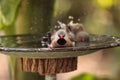 Shaft tail finch birds Poephila acuticauda in a bird bath