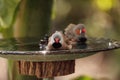 Shaft tail finch birds Poephila acuticauda in a bird bath