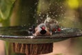 Shaft tail finch birds Poephila acuticauda in a bird bath