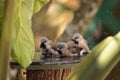 Shaft tail finch birds Poephila acuticauda in a bird bath