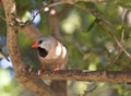 Shaft-tail Finch - Poephila acuticauda